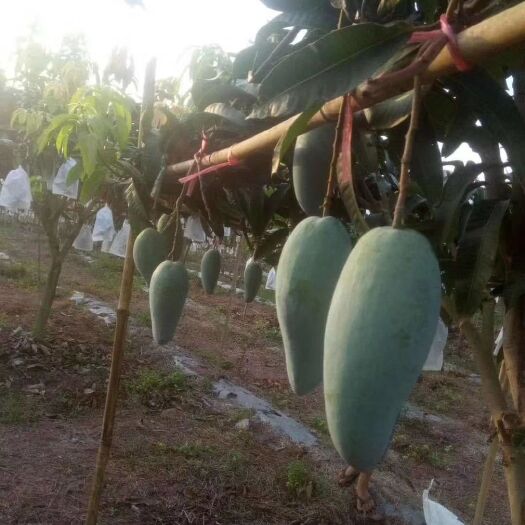 灵山县金煌芒果苗 芒果树苗，3一4公分，裸根营养杯都有