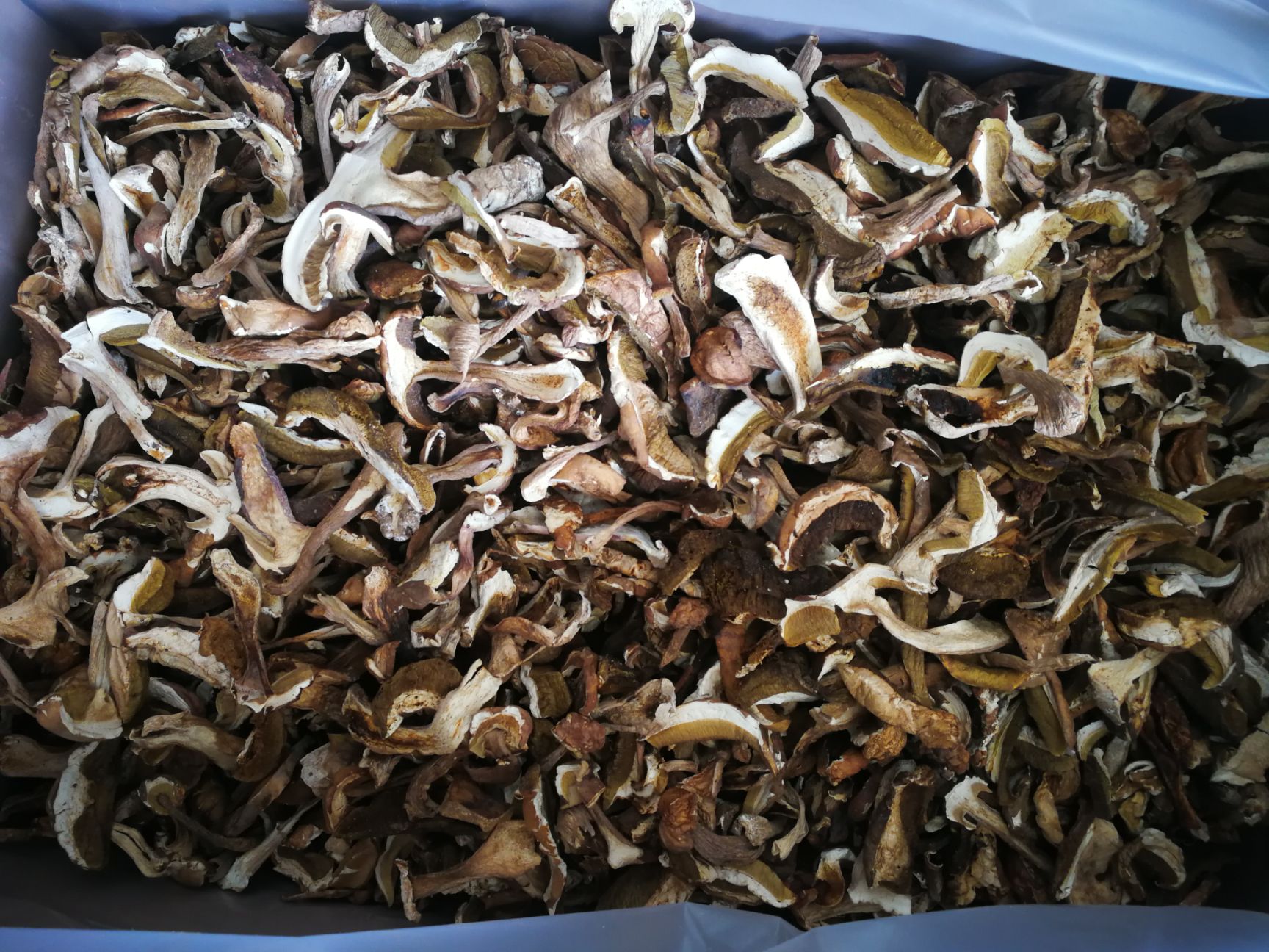  牛肝菌批发 产地直销 美味牛肝