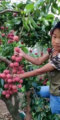 桂平市金盘荔枝 10cm以下
