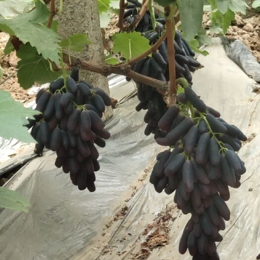 聊城甜蜜蓝宝石葡萄  自家种植一次果无核糖度高包甜（价格含运费包邮）