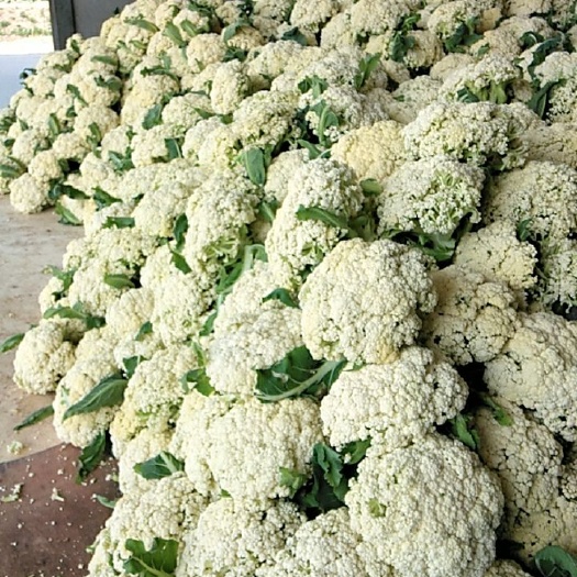 沛县白花菜花  万亩蔬菜基地欢迎您。