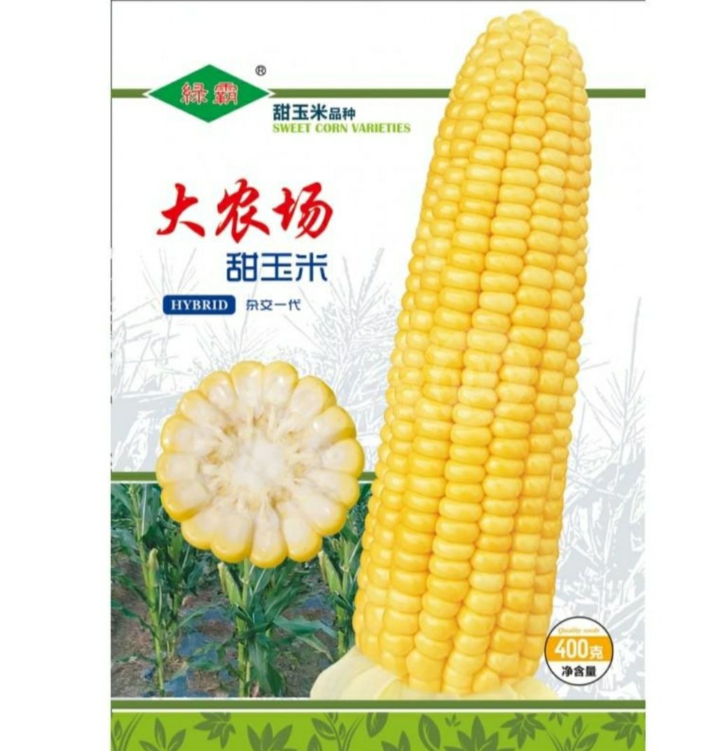 南靖县甜玉米种子 泰系大棒甜玉米 株型半紧凑 叶色浓绿