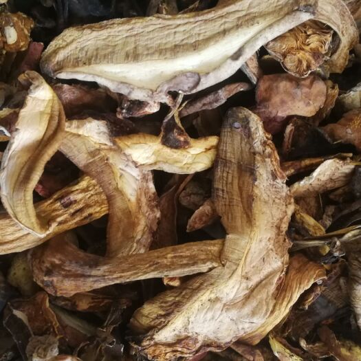 昆明 黄牛肝菌 黄力头菌产地直销批发