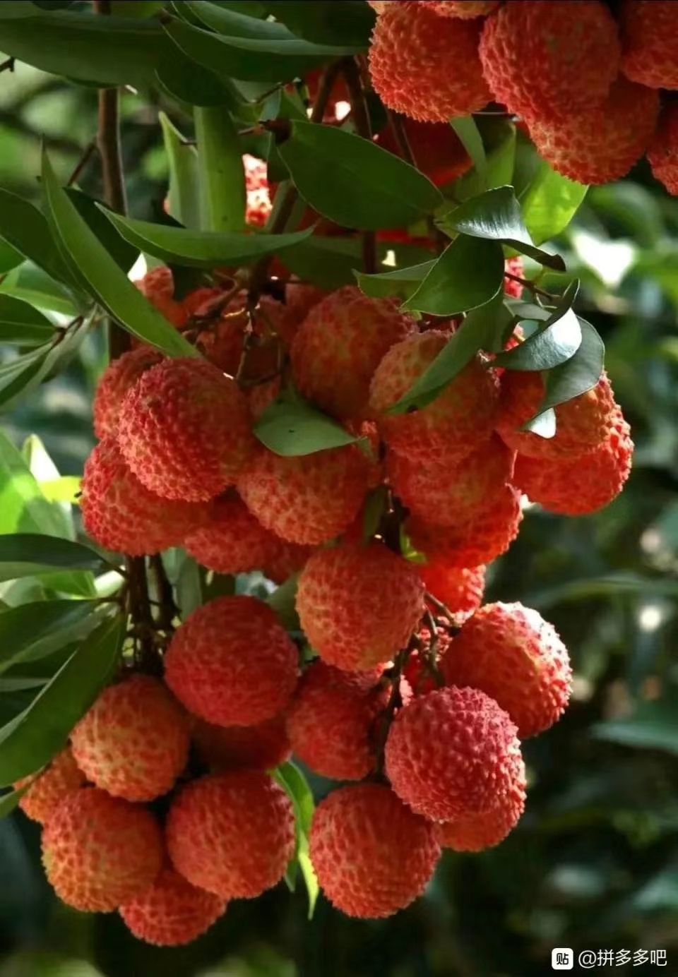 桂味荔枝  广东陆丰荔枝，桂味大量大量
（自有果场+产地代办