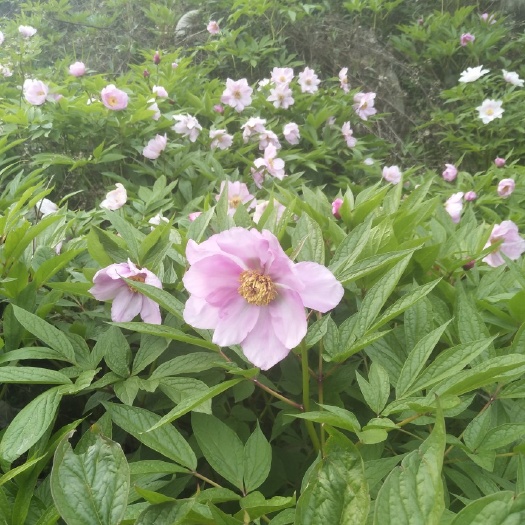 江油市赤芍种苗  川赤芍苗，四川赤芍小苗，正宗川赤芍苗，价格贵产量高！