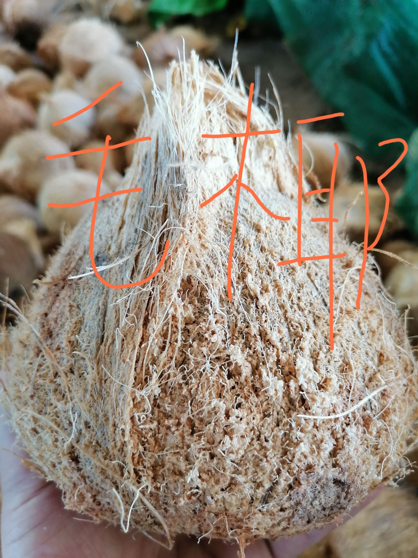  海南椰皇，毛椰，椰白