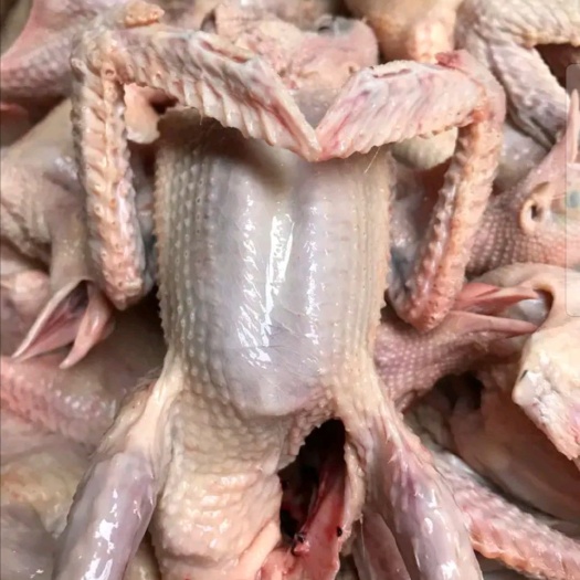 博白县肉鸽肉  鸽场长期大量直供现杀白条鸽清堂净重8两左右