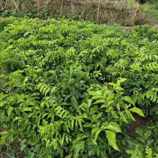 灵山县黑黄皮嫁接苗，基地直销。