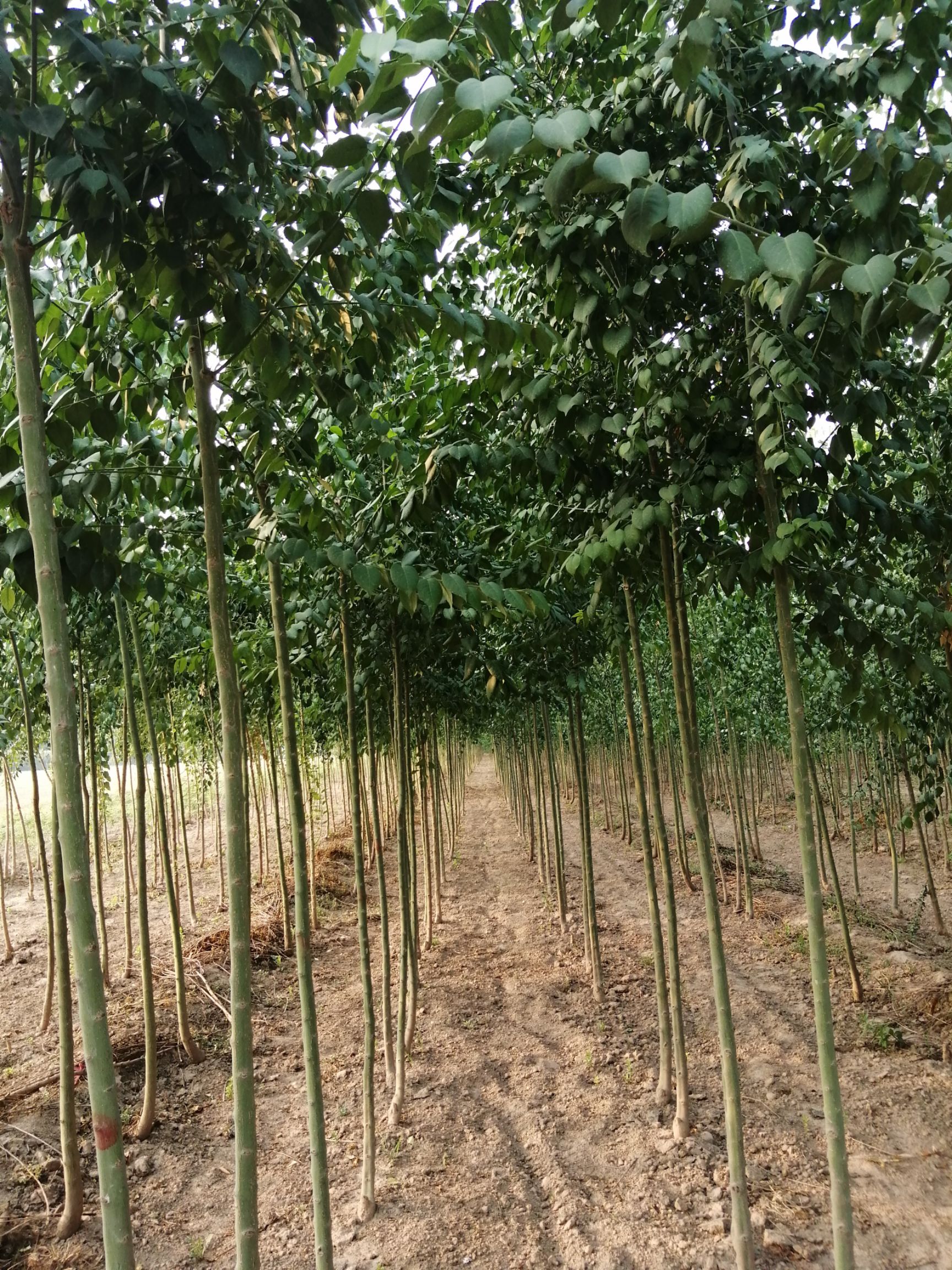 冠县 丝棉木1.5—12公分有量