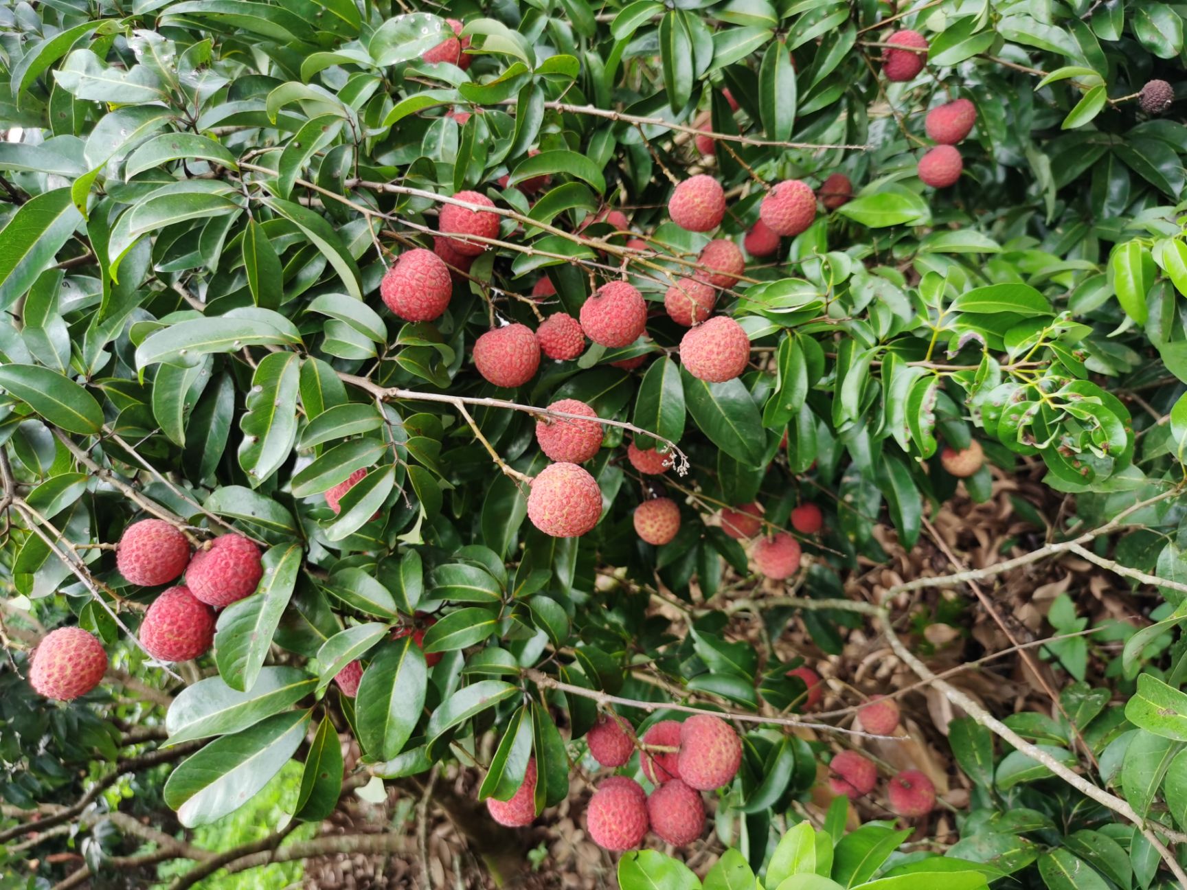  荔枝6月红荔枝