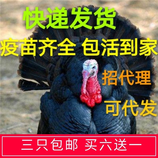 河池贝蒂娜火鸡苗 贝蒂娜火鸡青铜火鸡白火鸡纯种脱温苗快递发货运输！场地直发
