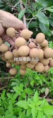 大量提供储良龙眼