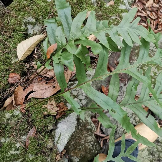 上林县骨碎补 补碎骨