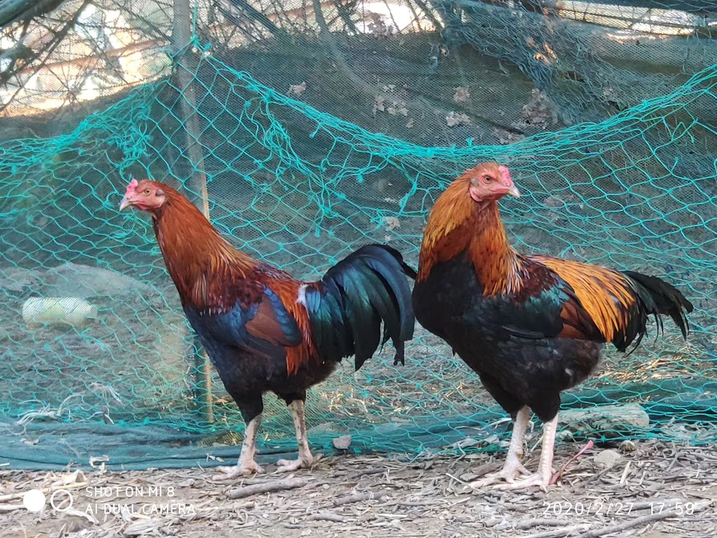 杂交斗鸡苗 改良斗鸡 肉用斗鸡  土鸡中的战斗机