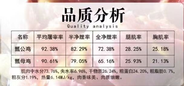 云南镇沅瓢鸡土鸡茶园虫跑山鸡产妇月子鸡顺丰真空包装