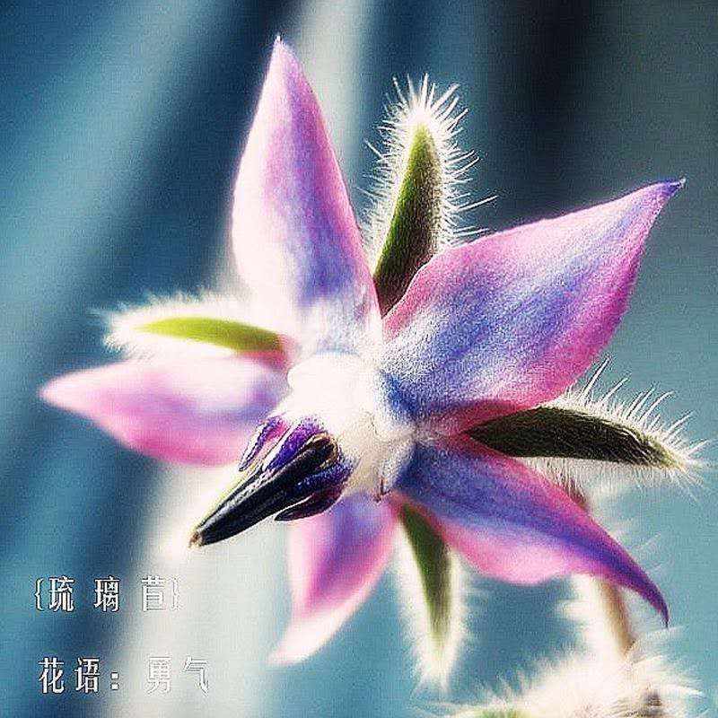宿迁红菊苣种子 琉璃苣种子蓝色阳台庭院香草植物园林芳香花卉热销花海种籽