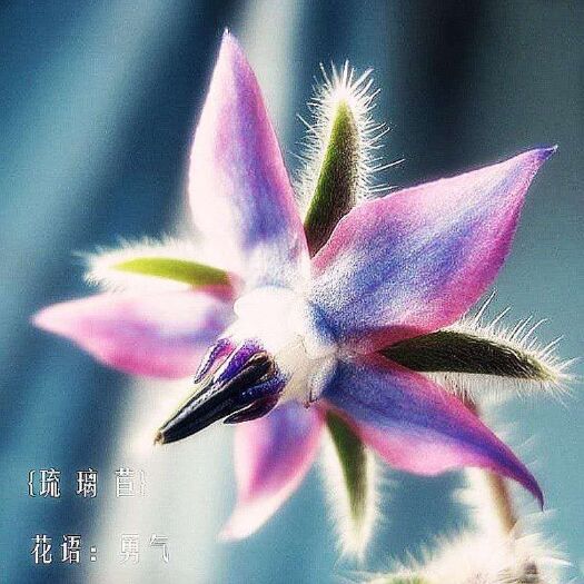 宿迁红菊苣种子 琉璃苣种子蓝色阳台庭院香草植物园林芳香花卉热销花海种籽