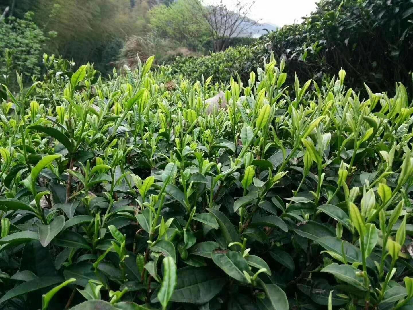 炒青茶 茶春茶醇香甘味（500g）