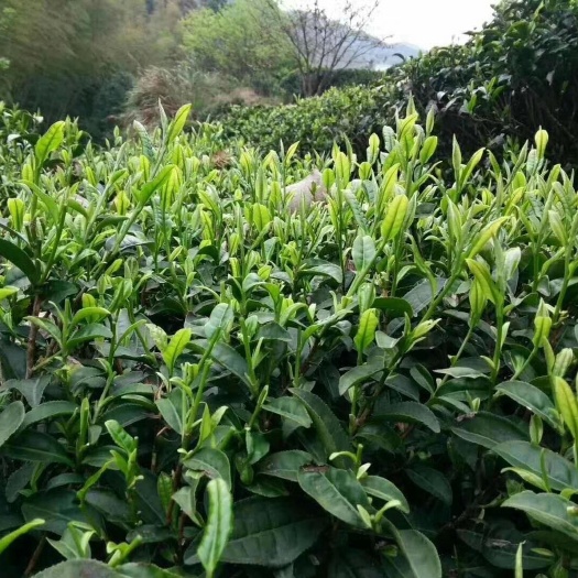 遂川县炒青茶 茶春茶醇香甘味（500g）