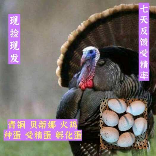 祁阳市鸡种蛋  火鸡蛋，种蛋，可孵化，新鲜优质受精蛋，青铜，贝蒂娜全国包邮