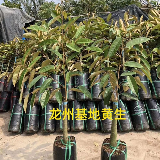 龙州县金枕榴莲苗 正宗金枕 猫山王 2年嫁接苗