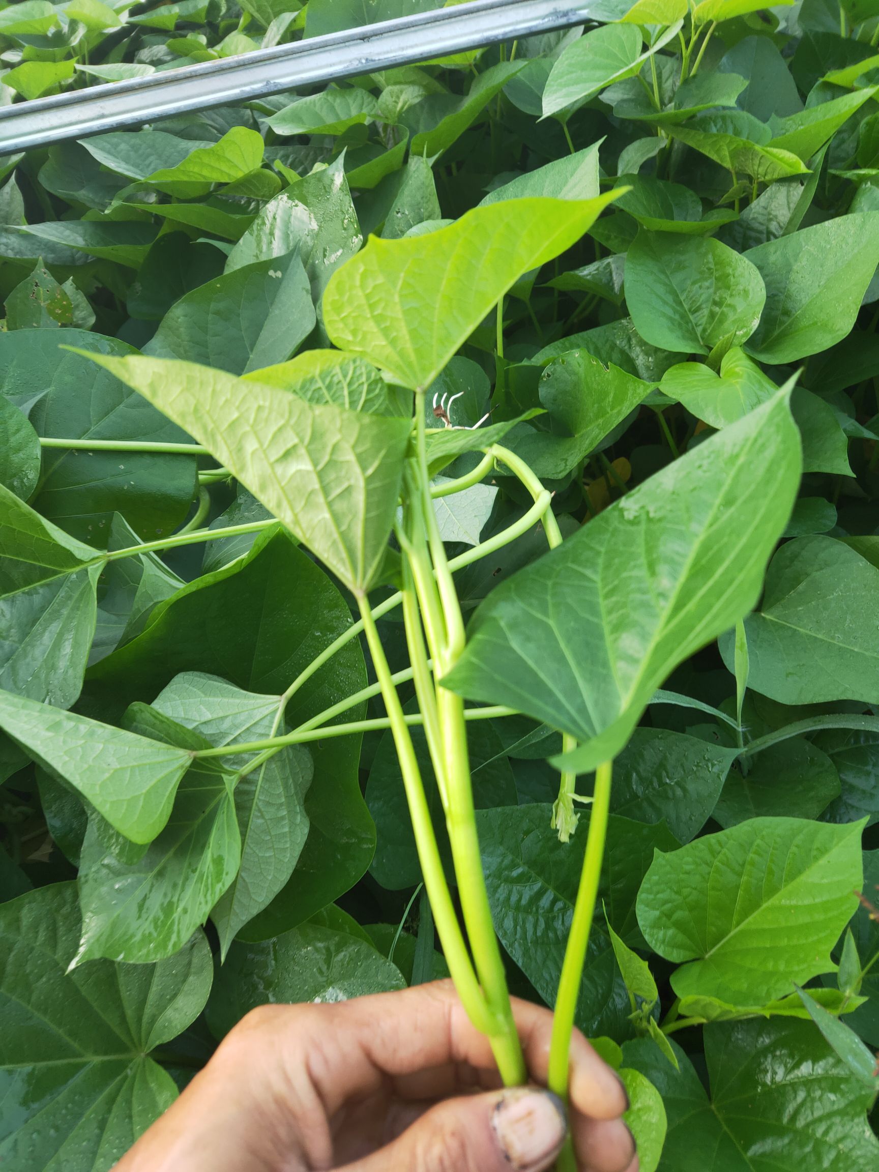 苕尖,地瓜叶,红薯尖,种腾