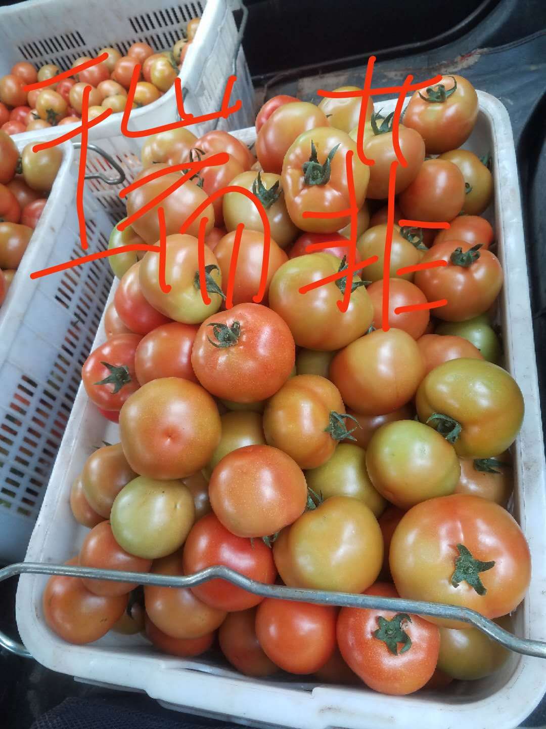 大红西红柿 果子硬度非常好，颜色也挺亮，个头均匀。