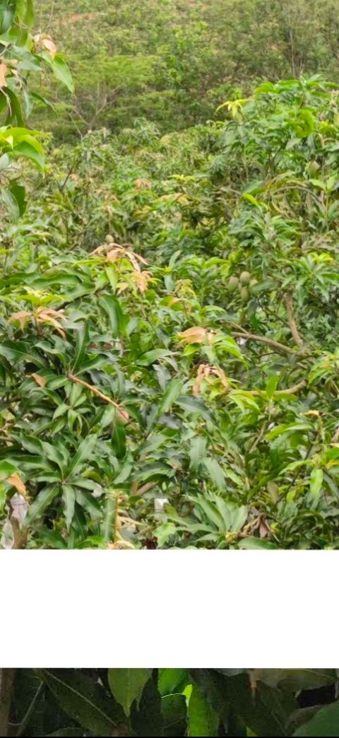麻栗坡县台农芒 不打药自己家种的，全部用苹果捂黄