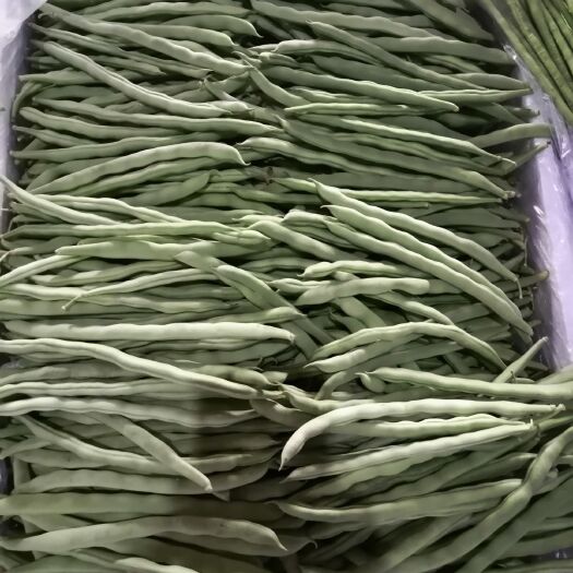 镇远县 玉豆（四季豆），种植面积300亩，有现货，