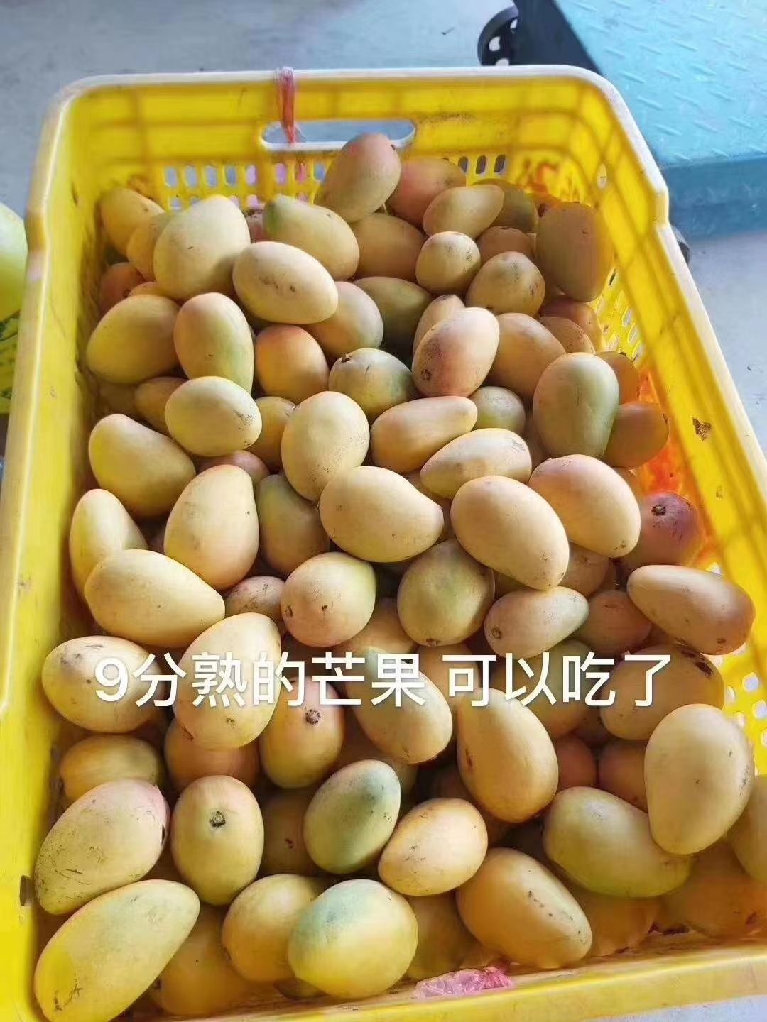  新鲜小台农10斤台芒应季芒果现摘水果整箱包邮