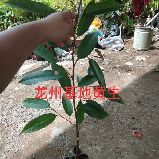 龙州县猫山王榴莲苗  金枕苗 正品苗