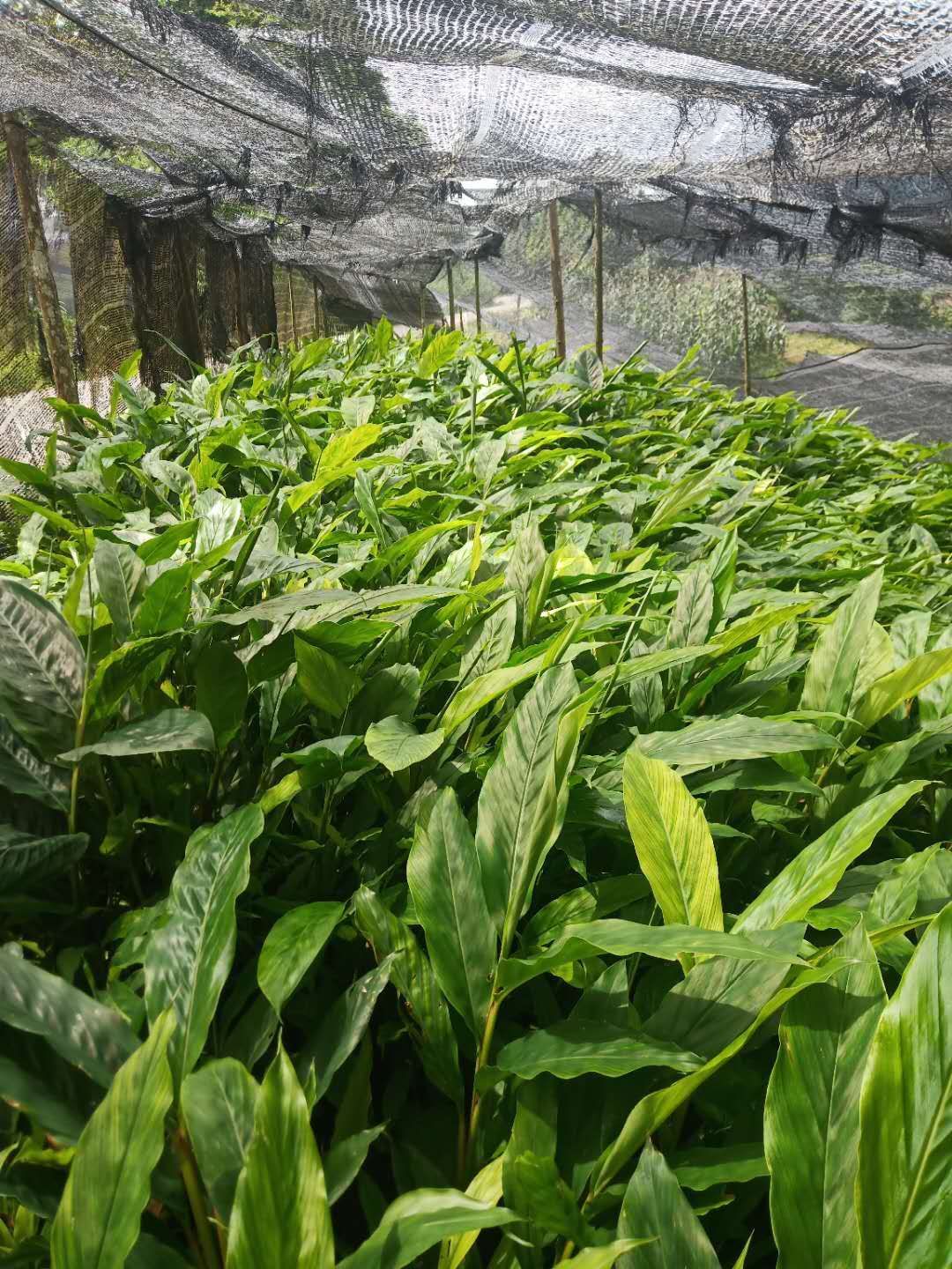 大量供应草果苗，200万株，欢迎咨询私聊。优惠多多。