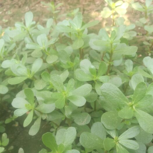 晋州市 马齿苋～绿色环保。可做饺子馅。可做汤。可炖菜质量保证。