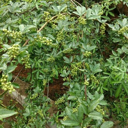 鲁甸县青花椒不是所有的花椒都是一个品质，好货不便宜啊