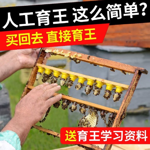 长葛市育王器 育王工具全套育王台基中蜂育王框移虫针养蜂培育蜂王专用工具包邮
