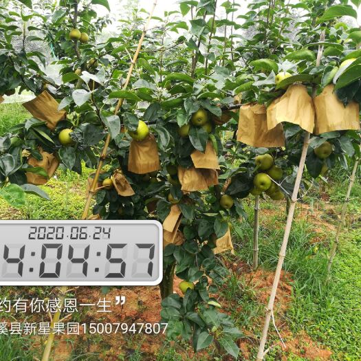 金溪县翠冠梨 55mm以上 150-200g