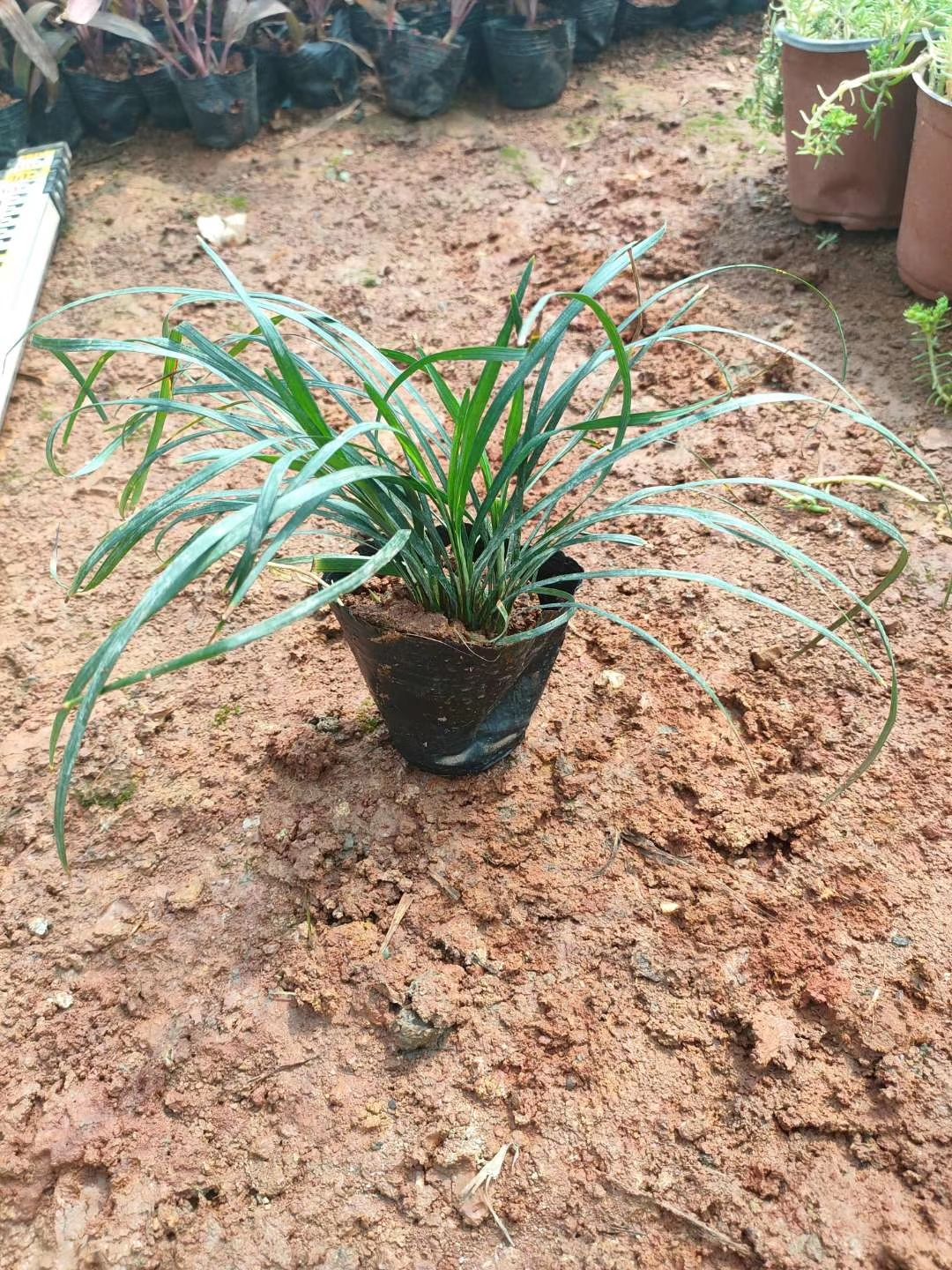 常春藤  各类花草地被滕类植物，水生植物……