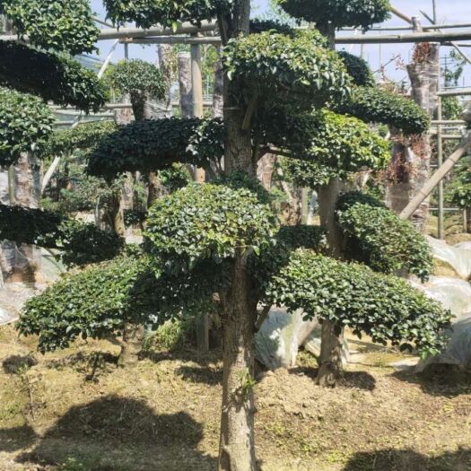  苗圃直销园林绿化景观树造型小叶雨贞庭院桩景精品造型小叶雨贞桩