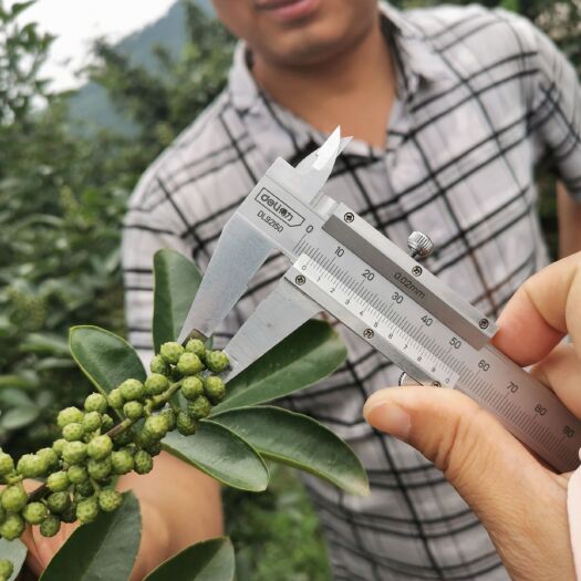 达州 青花椒原产地 青花椒贱卖