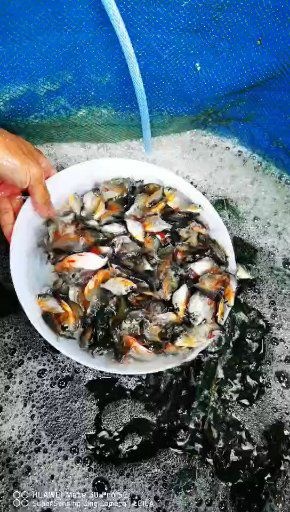 广州白鲳鱼苗