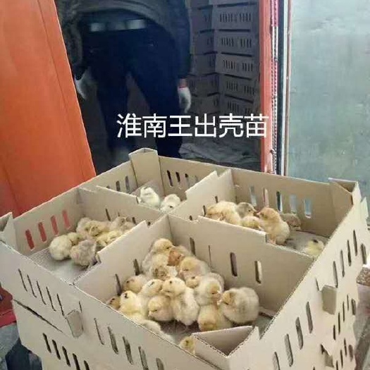 简阳市青脚土鸡苗 淮南王青脚土鸡