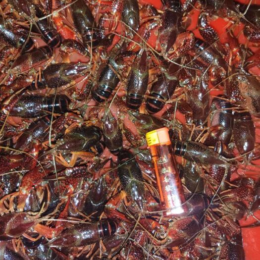赤壁市洪湖小龙虾 中红4-6钱