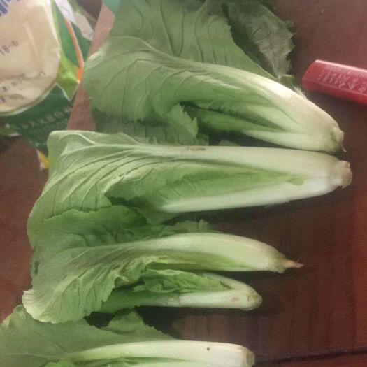 曹县 精品上海青，快菜