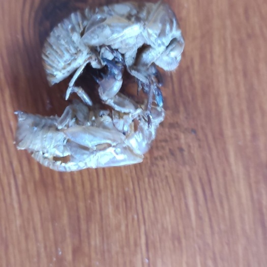 冠县蝉蜕 金蝉皮