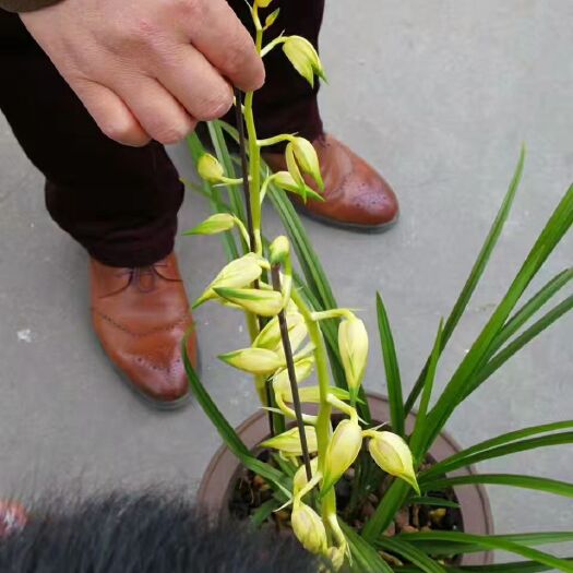 随县普草 炎帝故里君子草