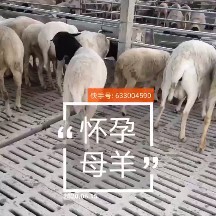 冠县 黑头杜泊，怀孕母羊，种羊，保证高品质，有意者联系