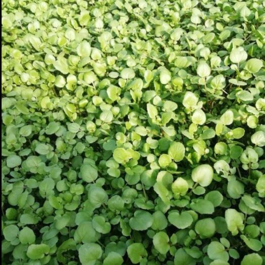 桂东县豆瓣菜 自产自销！保质保量！看货装货