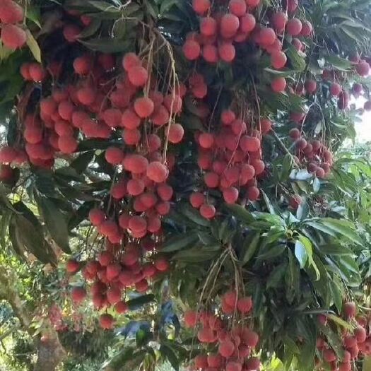 漳浦县 老树荔枝，果大皮薄