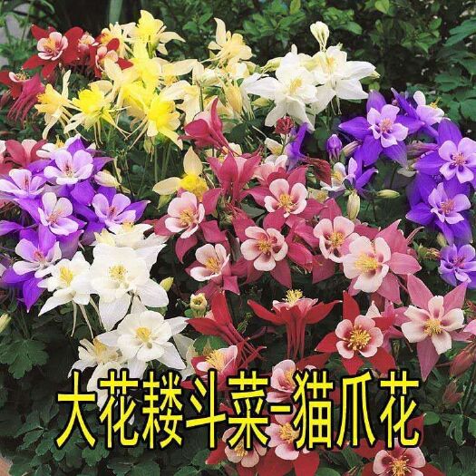 宿迁 耧斗菜种子大花重瓣耧斗菜种子猫爪花种子四季开花多年生高档花