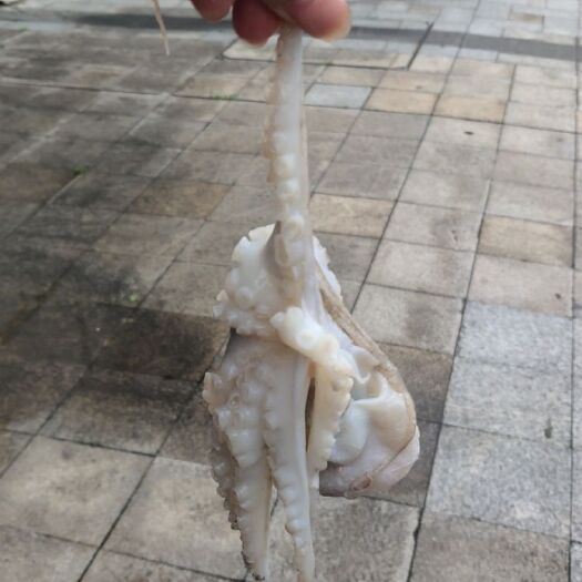 舟山 舟山爆头八爪鱼墨鱼章鱼鱿鱼长短腿鲜活冷冻一箱批发